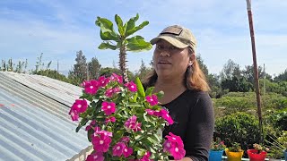 Recolectando semillas de mis plantas , + limpieza en mis geranios.