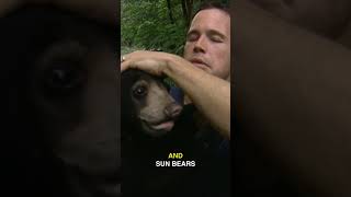 Best Cub Cuddles