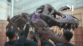 TRex skeleton goes on display at Victoria Theatre and Concert Hall