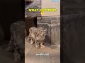 When a Snow Leopard Meets a Tiger – Unbelievable Encounter!🐅❄️🔥#animals #bigcats #wildlife
