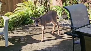 Baby Fawn’s First Patio Adventure