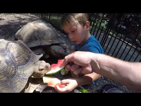 camera iphone 8 plus apk My large tortoise eating and bit my sons finger!!!
