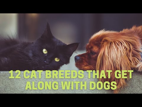 Video: 12 katte og hunde, der ligner andre dyr