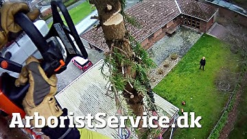 Skinny fir tree removal - Tree climbing Arborist - Topkapning af gran i Odense S - Træfældning