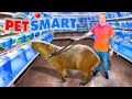 Taking My Capybara to PetSmart!