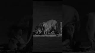 Nighttime Encounter: Lions at Mata Mata Waterhole #lions