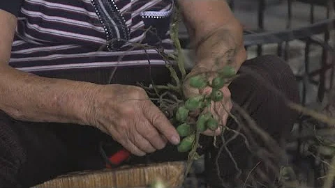 Taiwan tackles dangerous betel nut addiction - DayDayNews