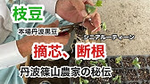 黒大豆摘心断根栽培 Youtube