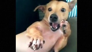 Собака смешно чихает Собака смешно чихает