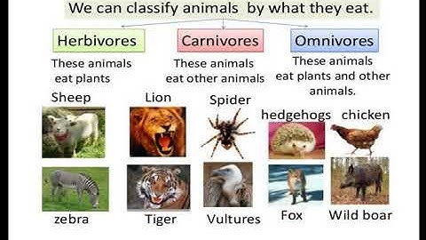 Animal form and function II (1)