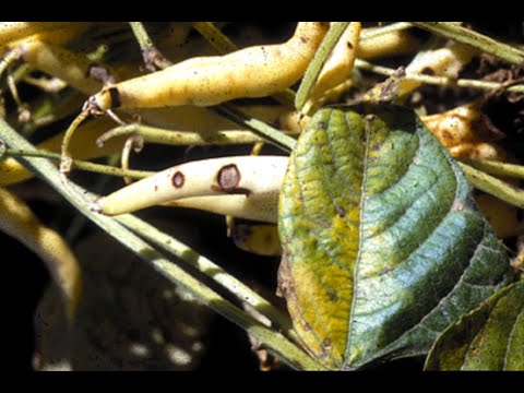 Vidéo: Pourquoi les haricots verts ont-ils des taches brunes ?