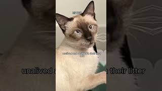 The Dangerous Litter Box You Didn’t Know About!