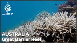 Great Barrier Reef in fourth mass bleaching event since 2016