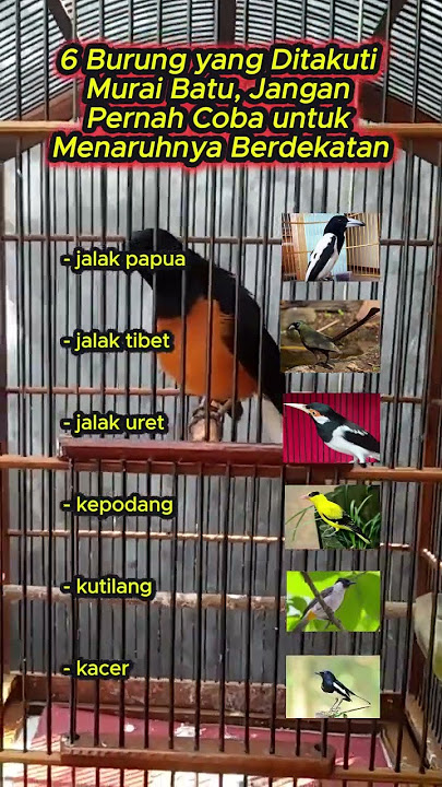 6 Burung yang Ditakuti Murai Batu, Jangan Pernah Coba untuk Menaruhnya Berdekatan #muraibatu