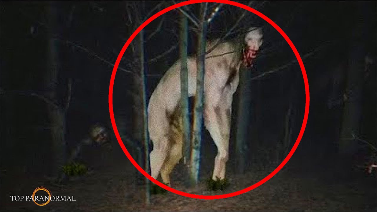 Terror Real 5 Encuentros Más Aterradores Captados en Cámara Parte 4 / Fantasmas y ...