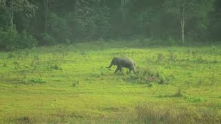 Wild elephant Khao Yai Thailand.