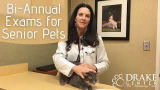 Bi-Annual Exams for Senior Pets