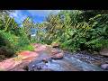 Clear Your Mind Instantly – Gentle Forest Stream for Calm Focus