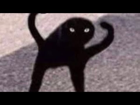 Черный кот мем скачать