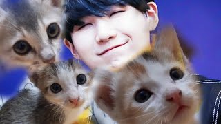 BTS' Suga's relatives are now at my home🤩| my new cats💜 by cute cat Bunny and Tofu♡︎ 153 views 2 years ago 2 minutes, 31 seconds