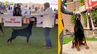 la MEJOR EXPOSICIÓN de DOBERMAN del PAÍS