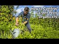 Invaluable PEST CONTROL Tips for the Veg Garden | Easy and Effective Permaculture Approach