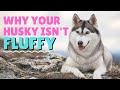 Want your husky to be fluffy watch this