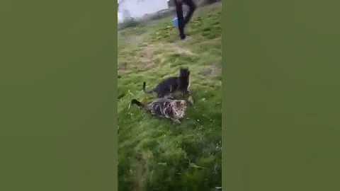 Video 621571: bengalcat bengals, bengalcats cattery, golden bengal