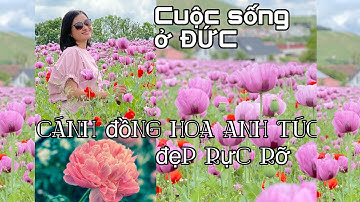 23# Cả cánh đồng hoa Anh Túc nở rộ, cả nhà có 1 ngày trải nghiệm thật vui | Cuộc sống ở Đức