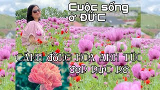 23# Cả cánh đồng hoa Anh Túc nở rộ, cả nhà có 1 ngày trải nghiệm thật vui | Cuộc sống ở Đức