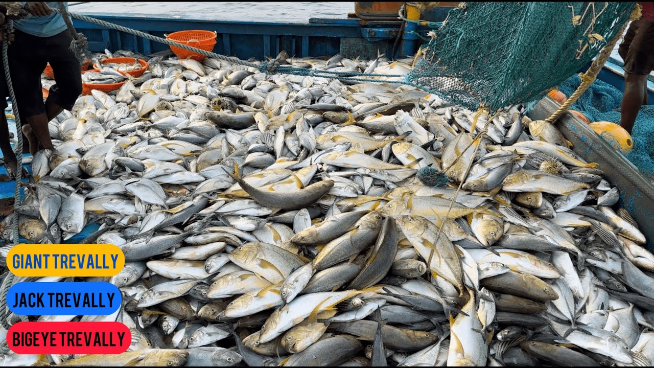 Giant Trevally, Bigeye Trevally | Christy Boat Fishing | Kanyakumari