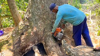 NEXT TO THE ROAD NEAR THE RICE FIELDS!!️ BIG TREMBESI TREE & HIGH STIHL#ms660 #ms660 by Wono Chenel 46,957 views 4 months ago 1 hour, 11 minutes