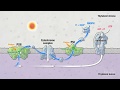 The Role of Photosystems in Light Reactions of Photosynthesis