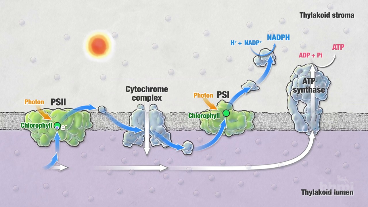 sadel hånd barrikade Photosynthesis: Part 5: Light Reactions | HHMI BioInteractive Video -  YouTube