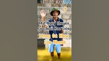 Một ngày chuyển cá chuối hoa giống đi xa, mong cá khỏe mạnh lớn nhanh! #xuhuongyoutube #fish #koi