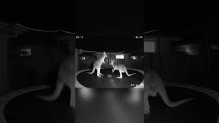 CCTV Catches KANGAROO BOXING MATCH on a Trampoline?! #shorts