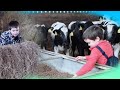 Old MacDonald Had a Farm Vlog