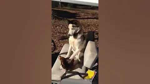 Chihuahua and Husky argue over who gets to ride.
