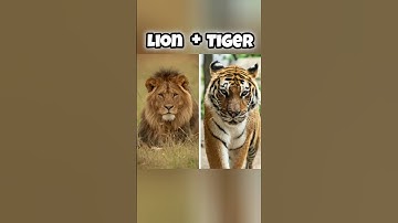 Hybrid animals that actually exist #shortsfeed #shortsvideo #youtubeshorts #facts