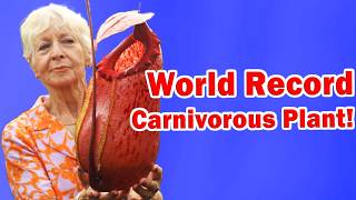 New World Record Biggest Carnivorous Plant Of All Time