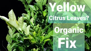 How to Organically fix yellow Citrus leaves