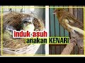 Induk  asuh anak kenari, yang belum mandiri