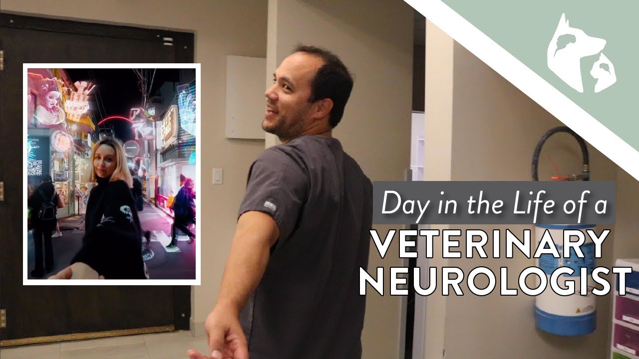 Day in the Life of a Veterinary Neurologist Vlog 20 YouTube