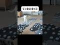まさか…猫がこんなことを… ＃猫 ＃喋る猫