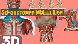 картинка: Мышцы шеи: 3D-разбор всех групп + схема подзатылочных мышц по Синельникову