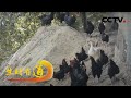 重庆城口：养鹅保护山地鸡，他返乡创业自主摸索出大山深处小康路「生财有道」20221201 | CCTV财经