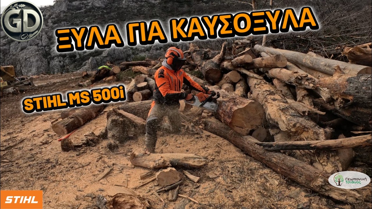 🌳Κοπή για καυσόξυλα στο βουνό με το STIHL MS 500i | Cutting Firewood in ...