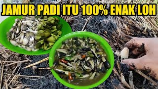 Download Lagu Jamur ini 100% tidak beracun | Banyak yang tidak tau, Padahal MANTAP SEDAP Download Lagu Jamur ini 100% tidak beracun | Banyak yang tidak tau, Padahal MANTAP SEDAP
