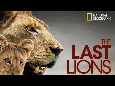The Last Lions | Feature Documentary • Sound Post & Ad. Music [2011