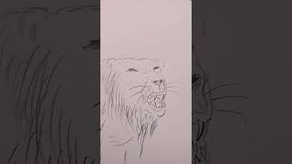 Big Bad Cat #lion pencil #sketch